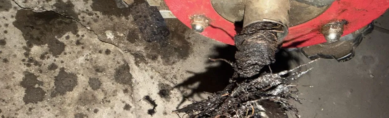 Tree roots pulled out of a sewer cleanout by a drain cable
